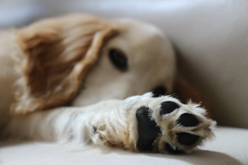 black paw pads of a brown dog