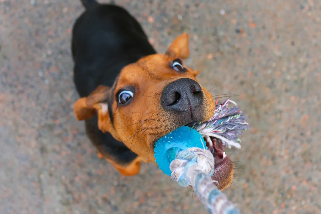 brown and black dog tugging on a toy