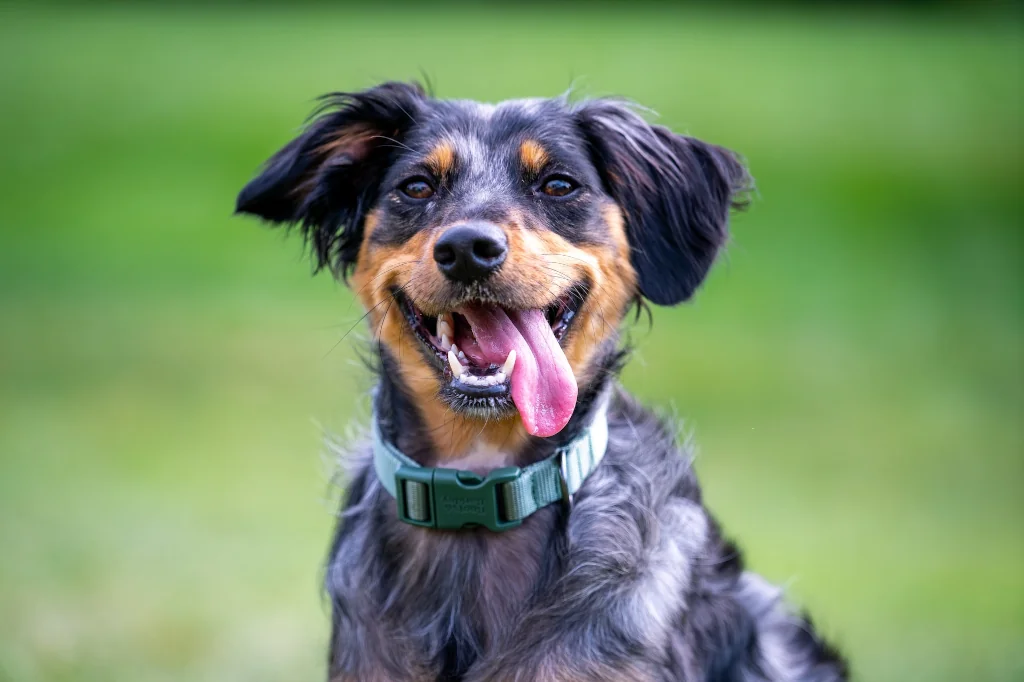 brown and black happy dog with a collar