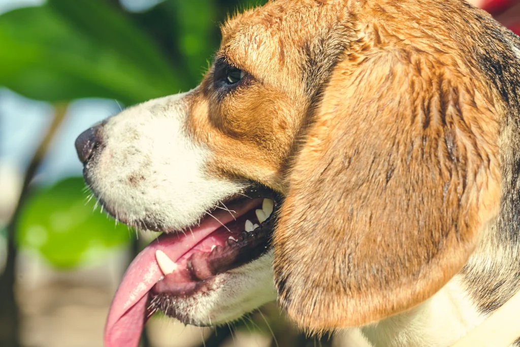 brown and white beagle dog sideways blurry background