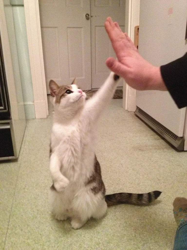 brown and white cat doing high five