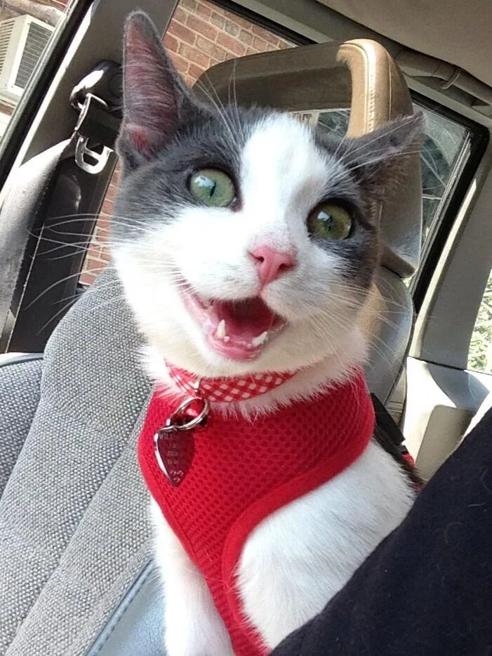 brown and white cat looking happy during a car ride