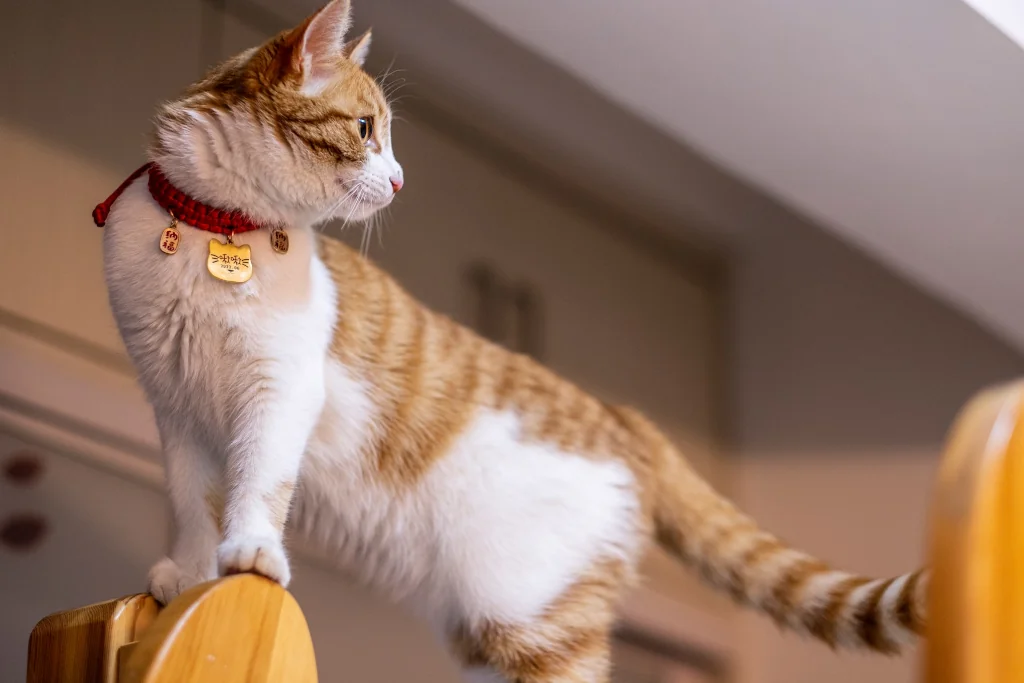 brown and white cat standing on furniture