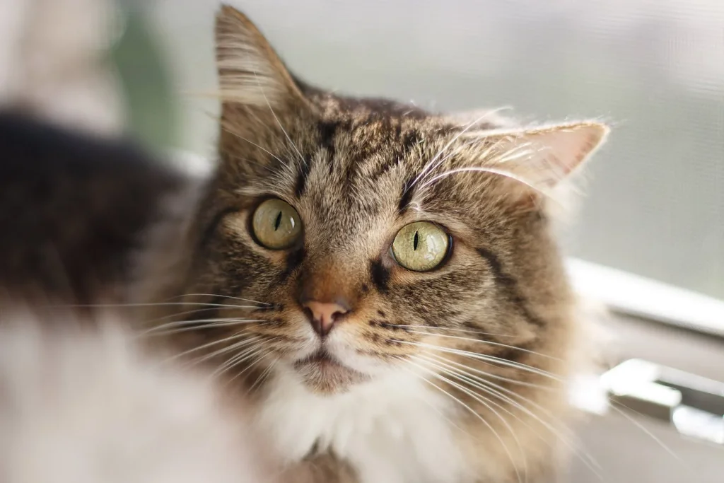 brown and white cat up close