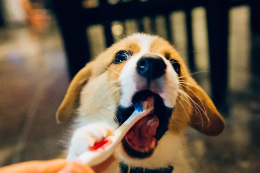 brown and white corgi brushing teeth