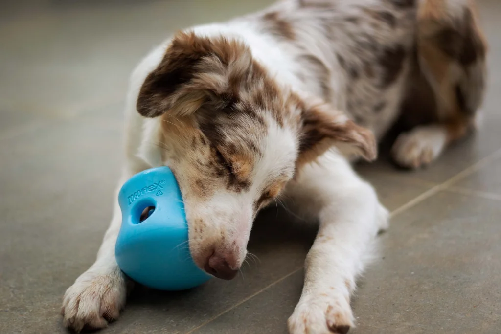 brown and white dog chewing on a blue toy