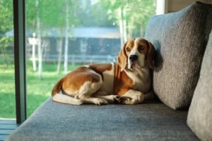 brown and white dog sitting on gray couch near window