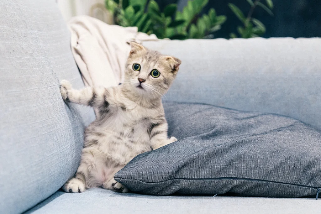 brown and white kitten standing on gray couch