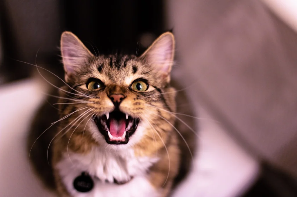 brown and white tabby cat meowing with open mouth