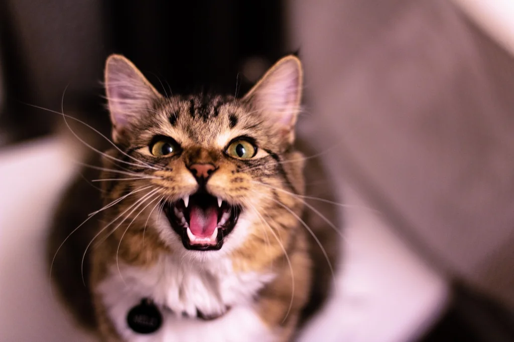 200 Pawsome Punny Cat Names: A Must-See List