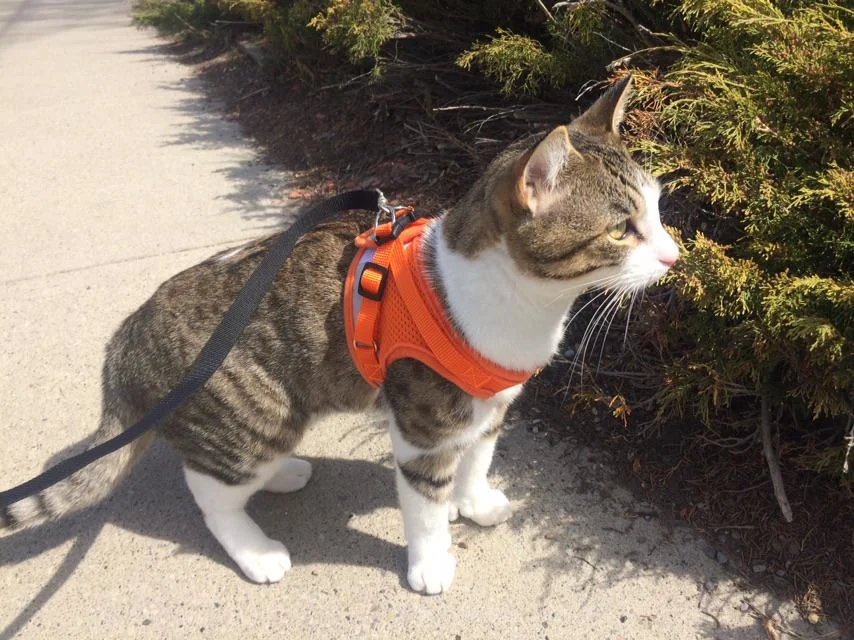 brown and white tabby cat on a leash and harness