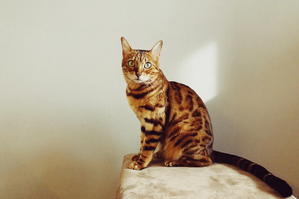 brown bengal cat sitting on white chair