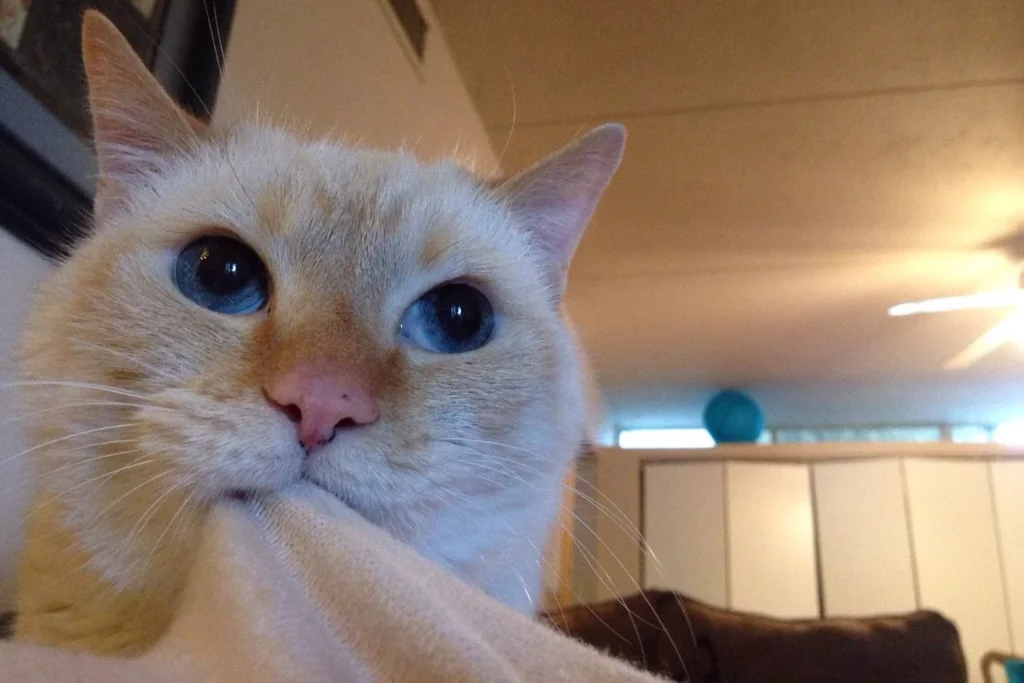 brown cat biting on a shirt of the owner