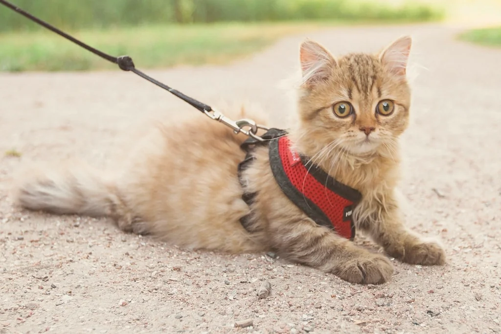 brown cat on leash and red harness lying on the road_2