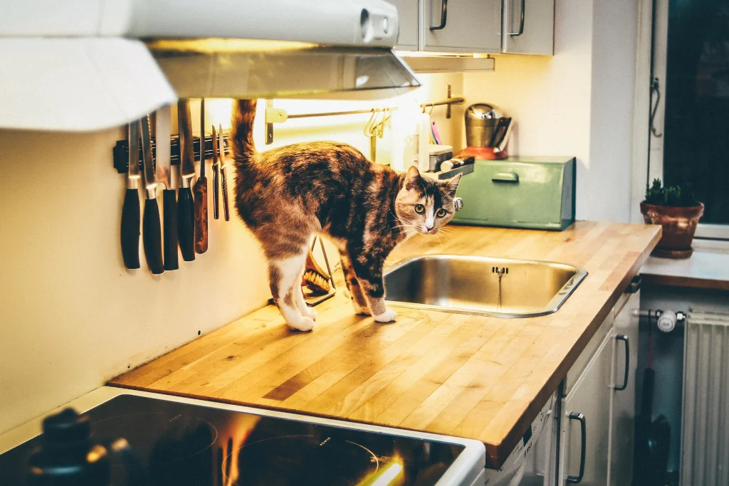 brown cat on the kitchen counter