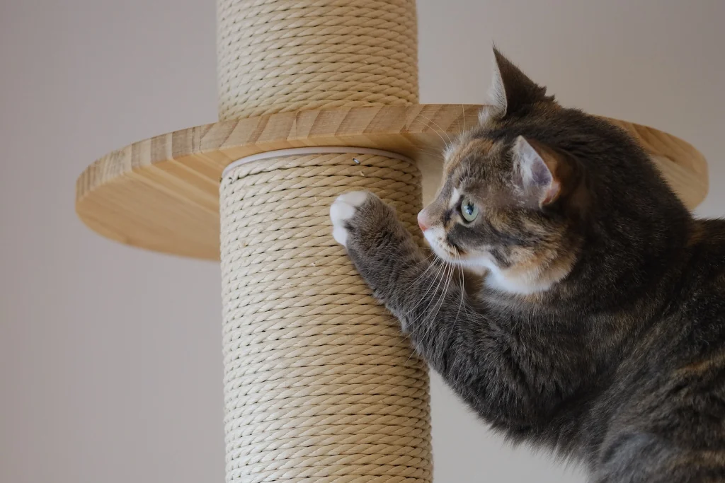 brown cat scrathing a post on cat tree