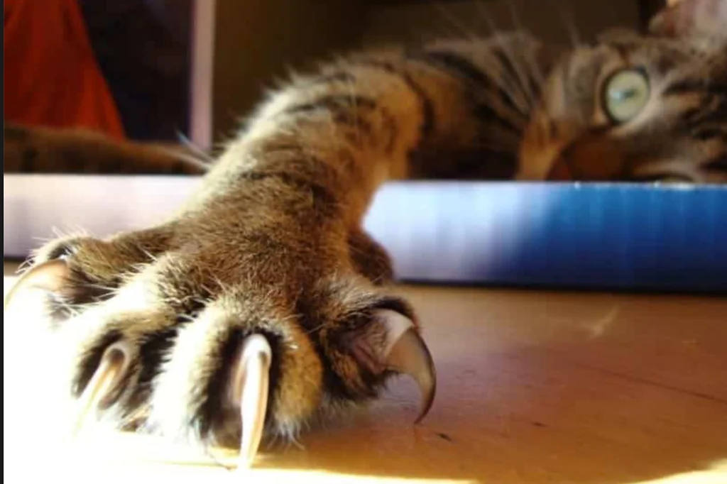 brown cat's claws up close