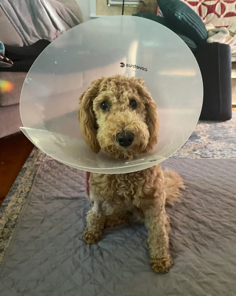 brown curly dog with cone after spay