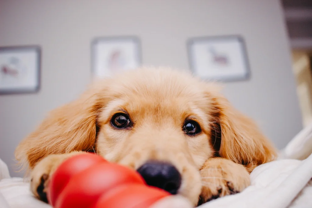 brown dog lying on bed next to kong toy