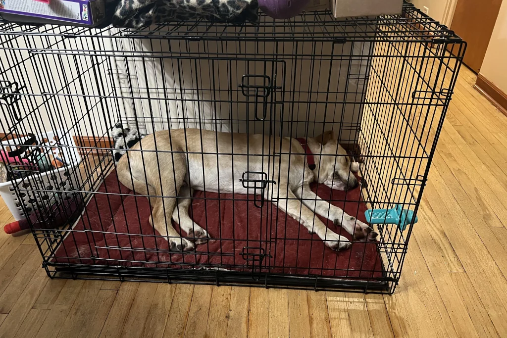 brown dog sleeping it their crate indoors