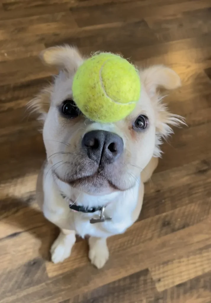 brown dog standing still with tennis ball on their head