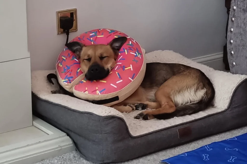 brown dog wearing doughnut for comfort after spay