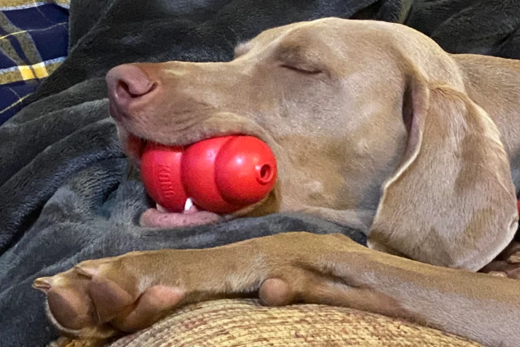 brown dog with a red toy in mouth sleeping tired after chewing