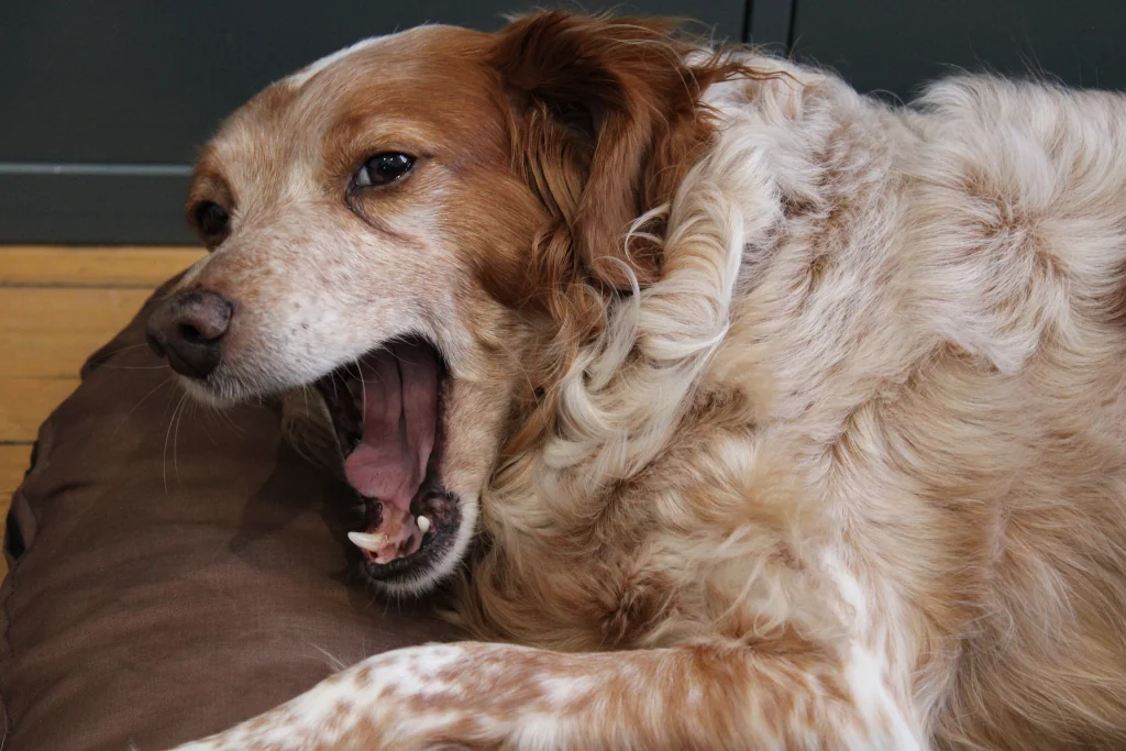 brown dog with open mouth on the bed