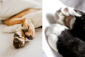 brown dog's paws next to black and white cat paws