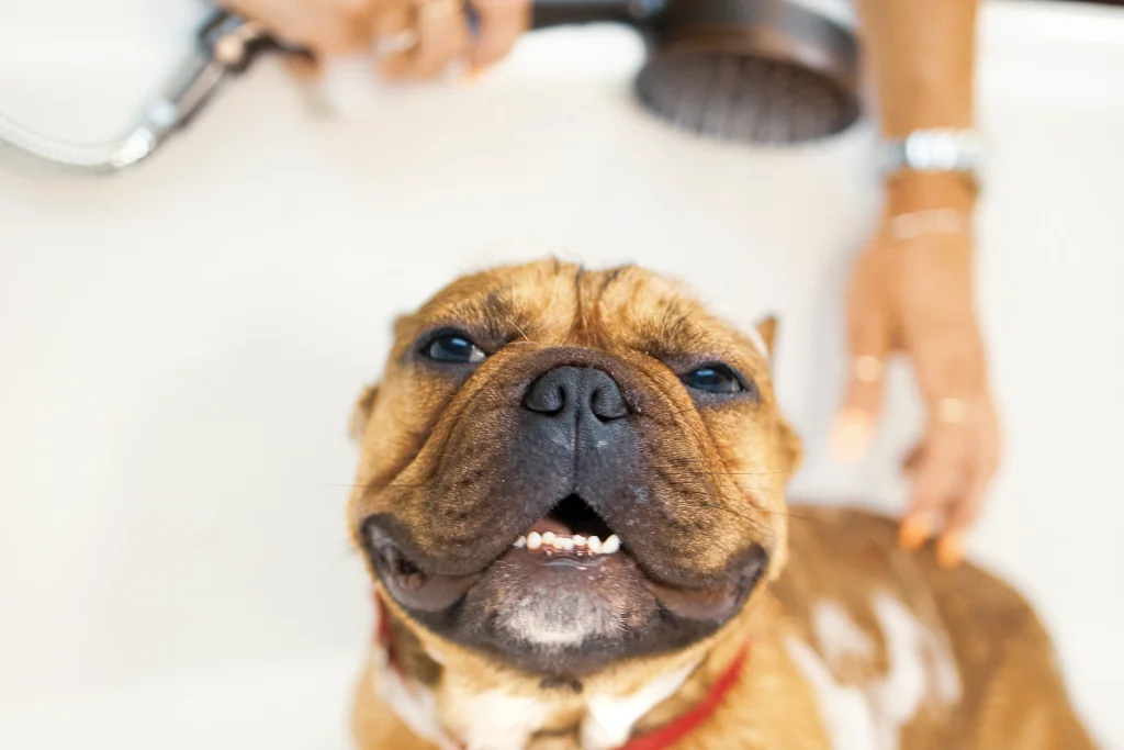 brown french bulldog being bathed in tub