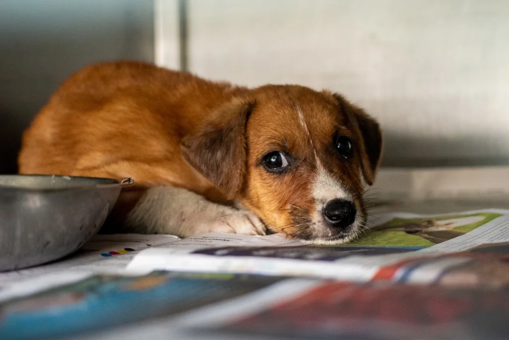 brown puppy lying on papers next to bowl