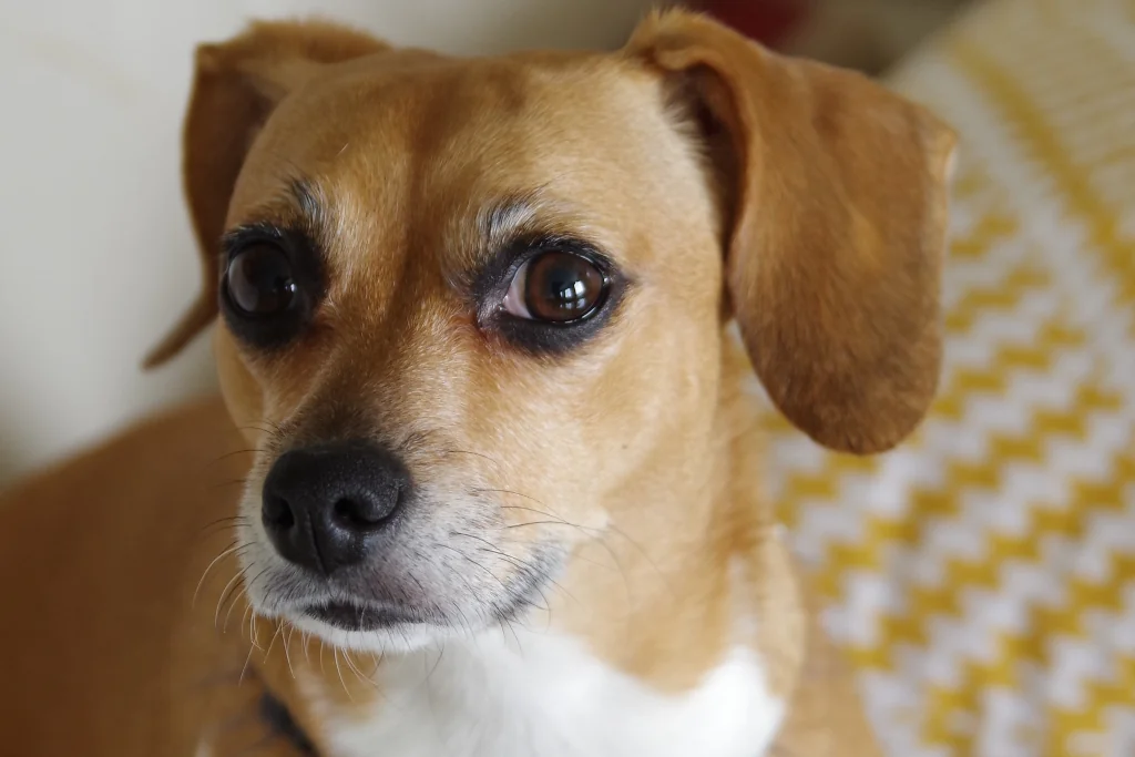 brown short coated dog up close