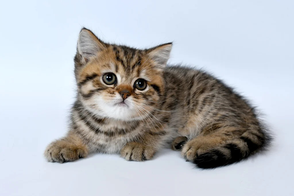 brown tabby kitten lying on white surface