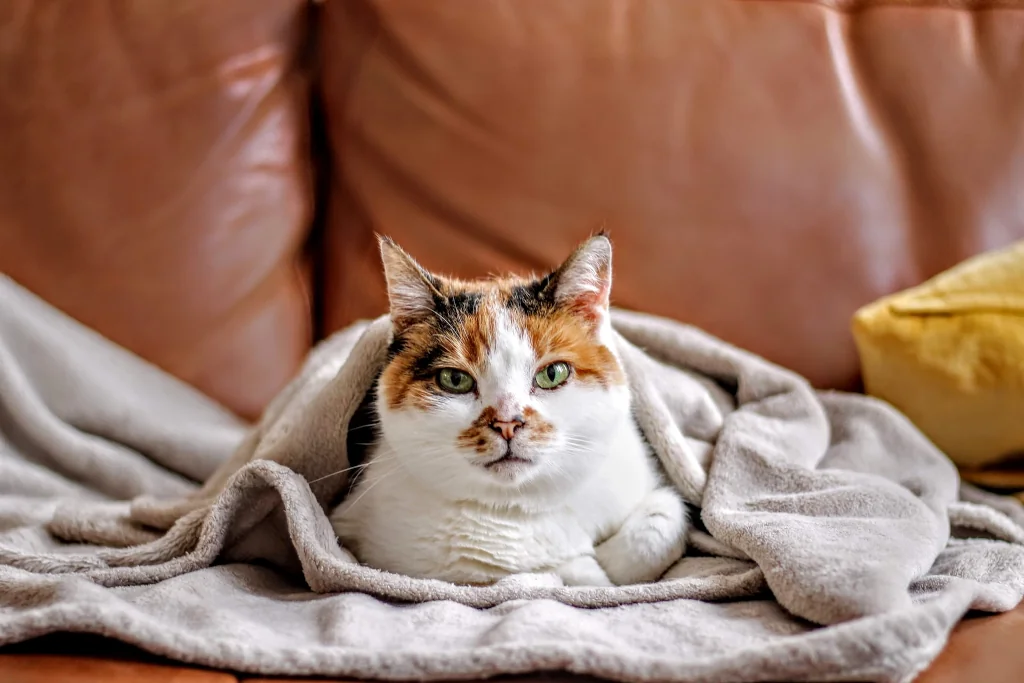 calico cat lying under gray blanket