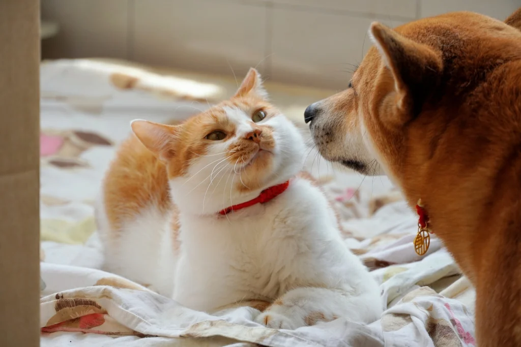 cat lying on a blanket with a dog next to them