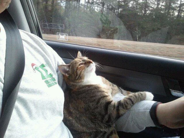 cat sitting in car driver's lap during ride