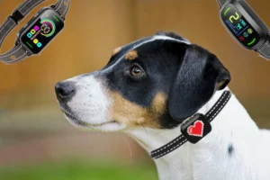 close up of a white and brown dog looking into distance with anti bark collars