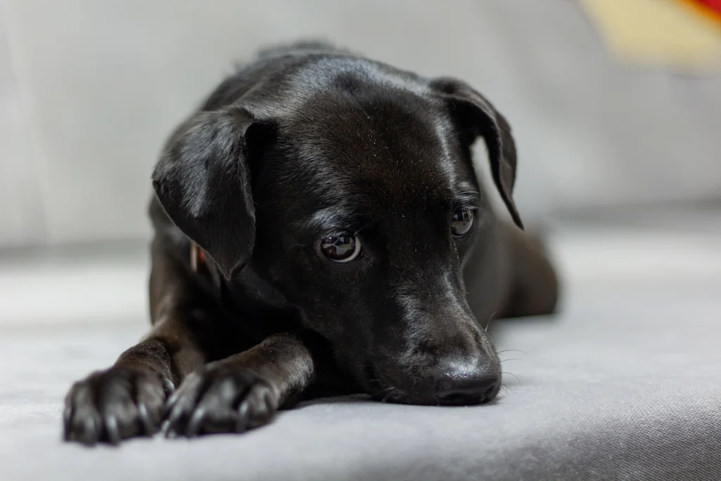 close-up of black dog lying on the couch