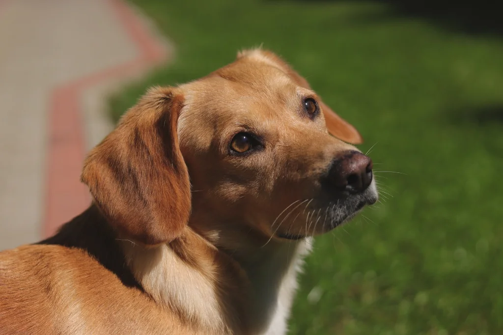 close up of brown dog looking up