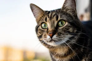 close up of brown gray tabby cat with blurry background