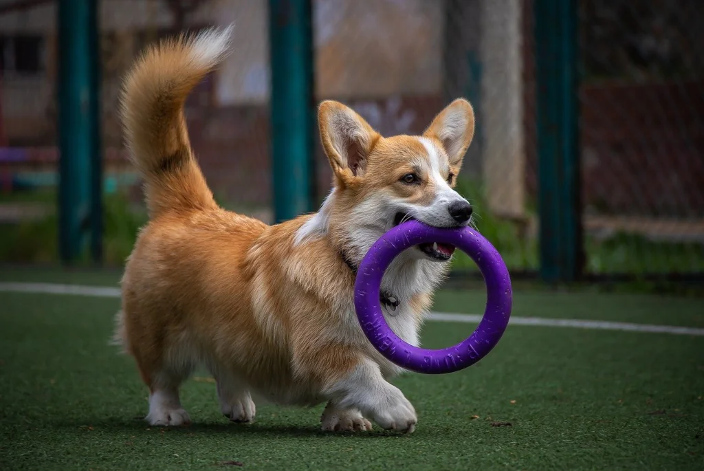 corgi caryying a toy over field