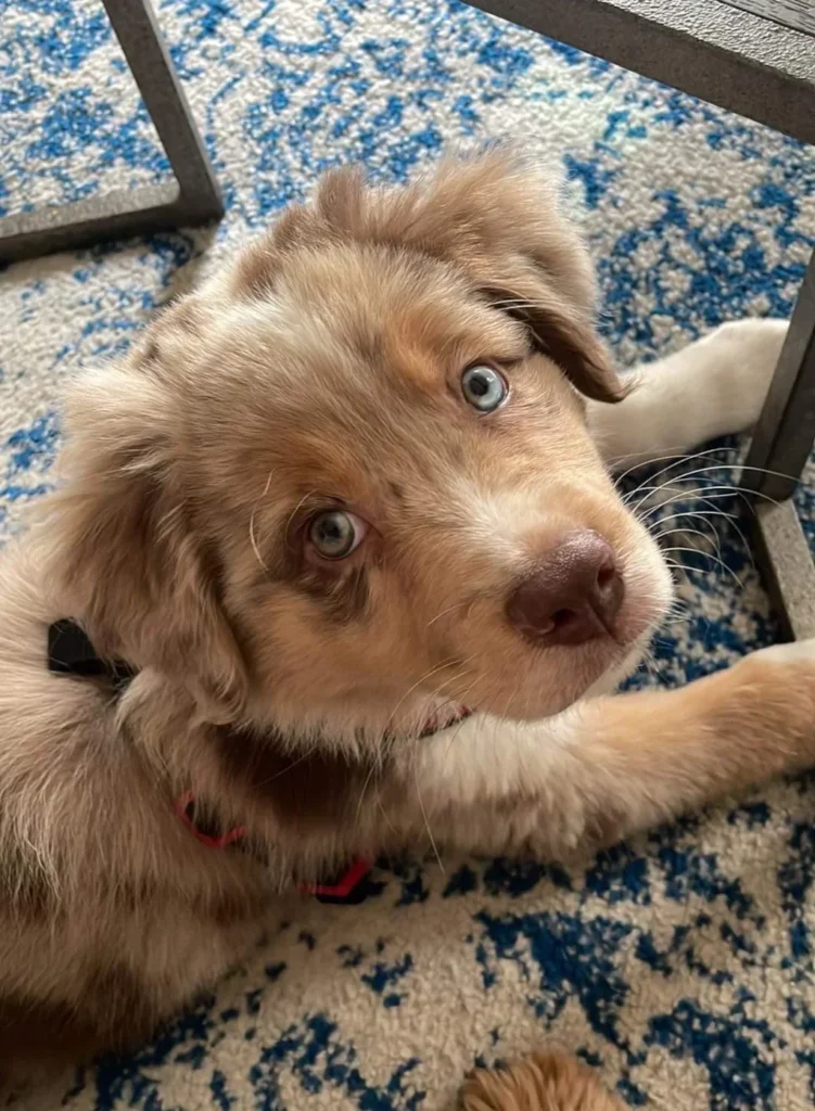 cute brown puppy on the floor looking up_1