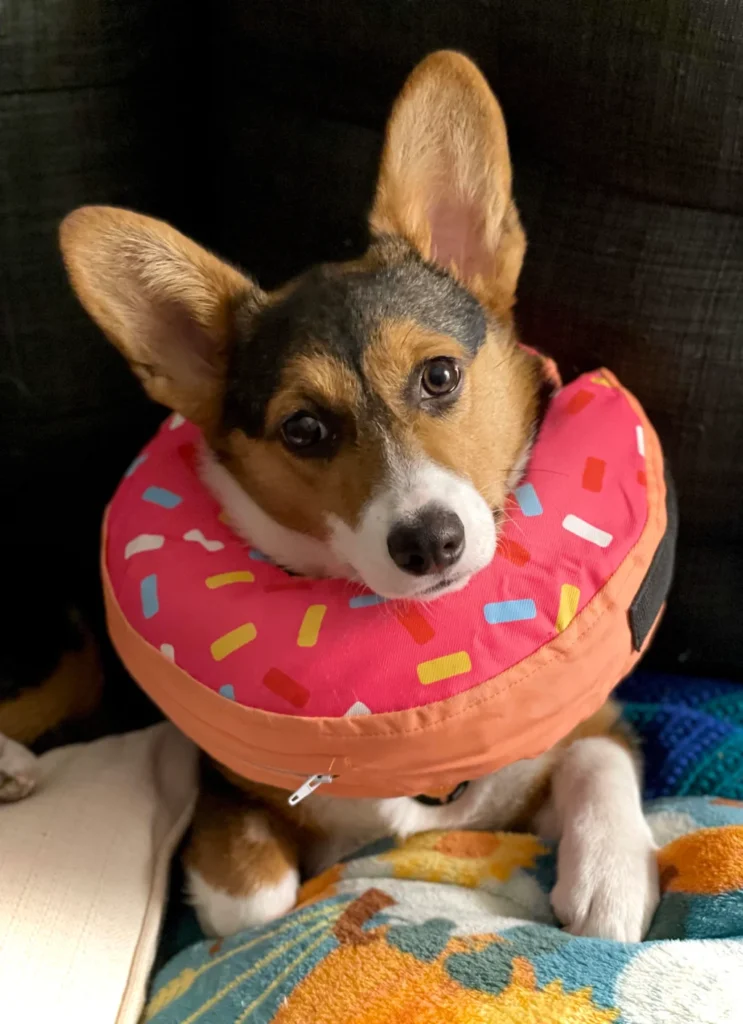 cute dog with doughnut instead of cone after spay lying down