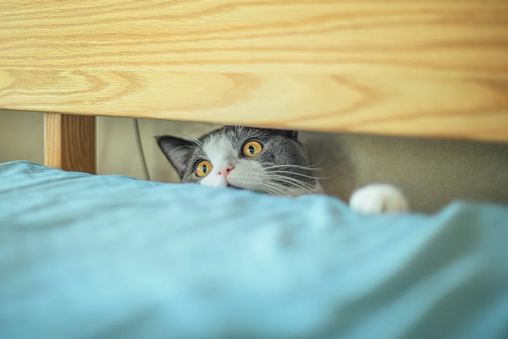 cute white and gray cat peeking from behind bed