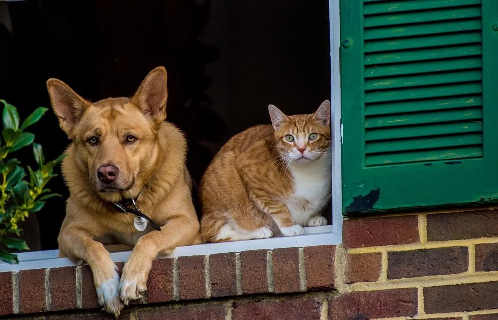 dog and a cat looking out the window