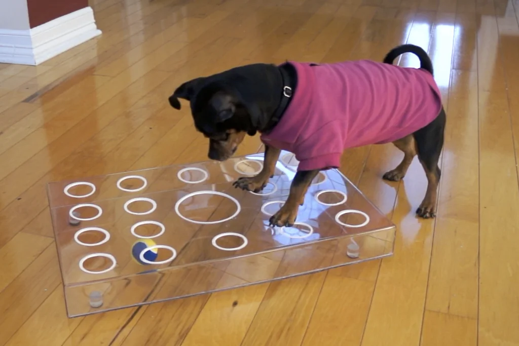 dog playing with whack-a-mole puzzle toy