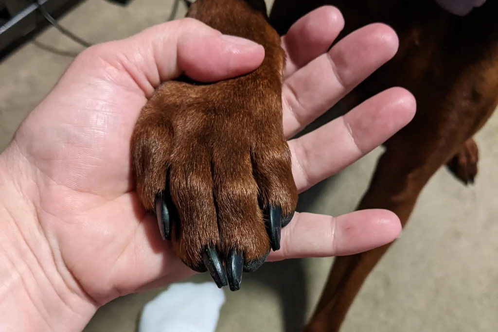 dog's nails well-maintained but need a bit more trimming