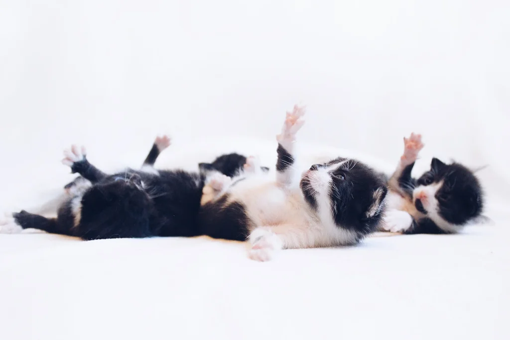 four tuxedo kittens lying on the floor with paw up