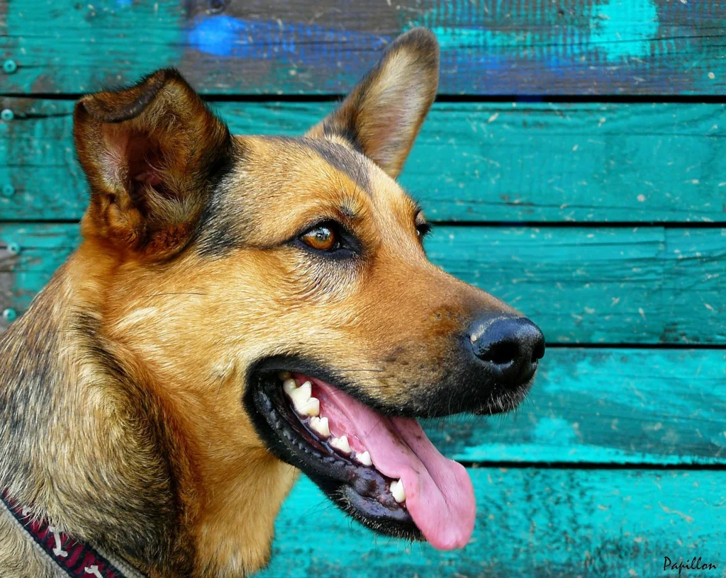 german shepherd on a green background portrait