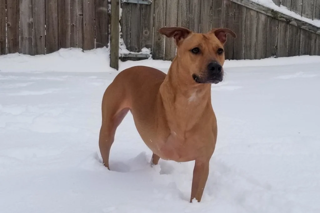 gray 3 legged dog standing in the snow